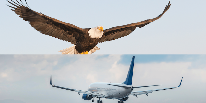 biomimicry of eagles wings for winglets
